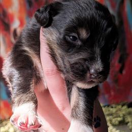 Huntsman - Black tri-color male Australian Shepherd puppy in Georgetown, Texas from River Reign Australian Shepherds