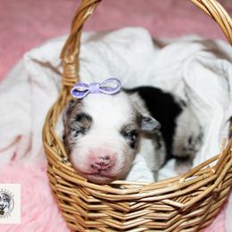 Miniature Australian Shepherd Puppies from Yarborough Kennels