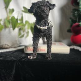 Assorted Doodle Crosses puppies from House of Poodles