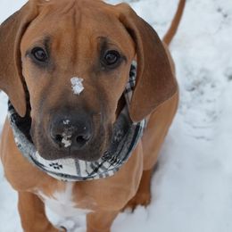 Rhodesian Ridgebacks from Glass Creek Kennels