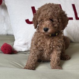 Luci (Yellow collar) - Red  female Goldendoodle puppy in Skamokawa, Washington from East Valley Pups