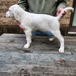 Puppy 5 tan gold collar - White male Llewellin Setter puppy in North Dinwiddie, Virginia from Pups Furever