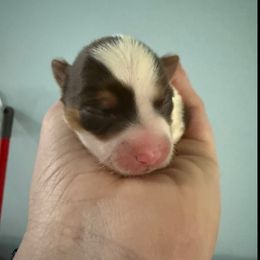Fraya - Chocolate, tan and white female Yorkshire Terrier puppy in Independence, Kentucky from 4paws4ever by Design