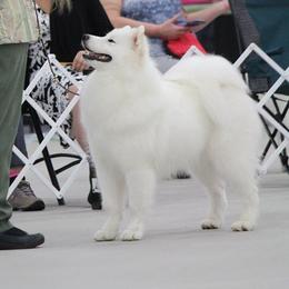 Valais - Samoyed