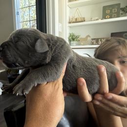 Grey female solid chest no white - Gray female Cane Corso puppy in Cherry Valley, California from Liberty Corsos