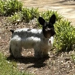 Bailey - Miniature Schnauzer