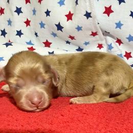 MWF2 - Dapple female Dachshund puppy in Carthage, Texas from Rafter C Ranch Doxies