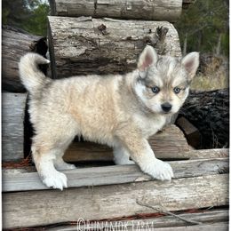 Runamok Not A Creature Was Stirring (Mouse) - Wolf sable male Pomsky puppy in St. Maries, Idaho from Runamok Farm