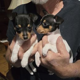 Toy Fox Terrier puppies from Roudee Dragontails