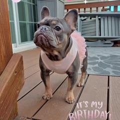 Alicia - Blue French Bulldog puppy in Chesapeake, Virginia from Maramour Frenchies LLC