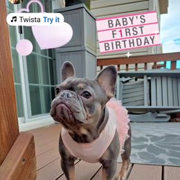 Alicia - Blue French Bulldog puppy in Chesapeake, Virginia from Maramour Frenchies LLC