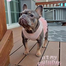 Alicia - Blue French Bulldog puppy in Chesapeake, Virginia from Maramour Frenchies LLC