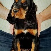 Gordon Setter Puppies from Bravo Gordon Setters