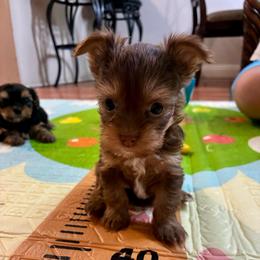 Poppy - Liver female Yorkshire Terrier puppy in Yuma, Arizona from Yuma Yorkie