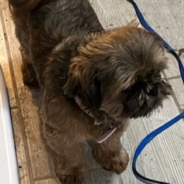 Shih Tzus from Whispering Winds Charmed Hollow
