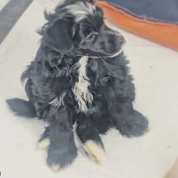 DaoDog  Last Samurai - Black and white male Chinese Crested puppy in Highland Park, Michigan from Family Kennel Dao Dog