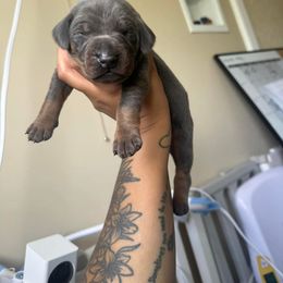 Doberman Pinscher Puppies from Aaliyah’s Dobies