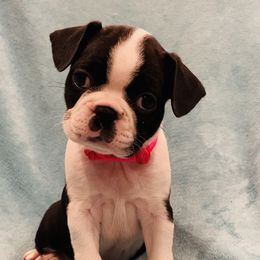 Boston Terrier Puppies from Helton’s Boston Terriers