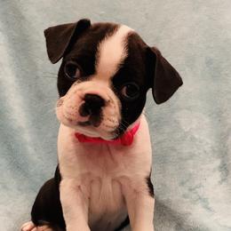 Boston Terrier Puppies from Helton’s Boston Terriers