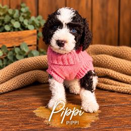 Pippi - Brown female Whoodle puppy in Knoxville, Tennessee from Fleury Farm Doodles TN