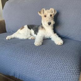 Koda - White black and tan female Wire Fox Terrier puppy in Durham, North Carolina from Birchhurst NC Kennels