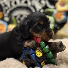 Penelope - Dachshund