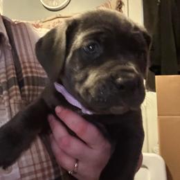 Girl 3 - Gray female Cane Corso puppy in New York from Ironside Cane Corso