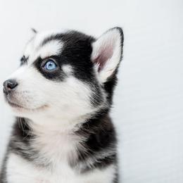 Orange - Black and white male Pomsky puppy in Spring City, Pennsylvania from Pomsky Power Puppies