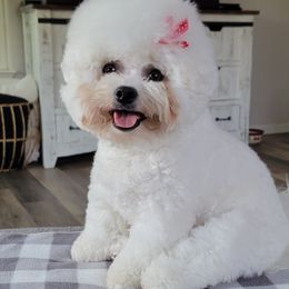 Bichon Frise puppies from Blooming Bichons