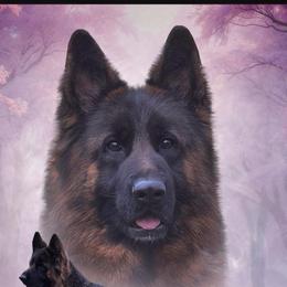 Girl 1 - Black female German Shepherd puppy in Wyoming, Michigan from Big Jones Kennels