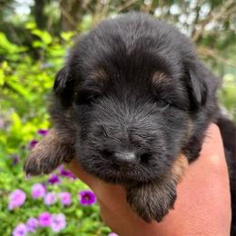 Black and tan - Black and tan male German Shepherd puppy in Lordstown, Ohio from Jewels German Shepherd