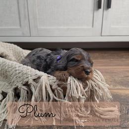 Purple Collar - Plum - Merle female Goldendoodle puppy in West Chester, Ohio from Doodles of West Chester