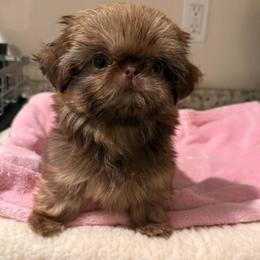 Dior - Liver female Shih Tzu puppy in Galveston, Texas from 🌗 New Moon Shih Tzu 🌗