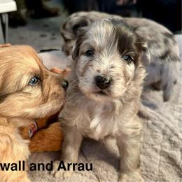 Aspinwall de La Rive - Fawn merle male Pyrenean Shepherd puppy in Ripley, Ohio from La Rive Pyr Sheps LLC