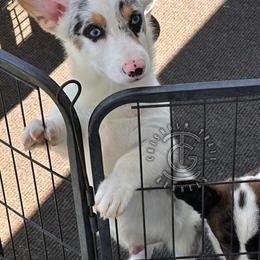 Boy 2 - Blue merle and white male American Corgi puppy in Hico, Texas from Chisholm Trail Kennels