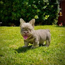 Prada - Tricolors female French Bulldog puppy in San Diego, California from Hlop Frenchies LLC