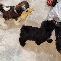 Lhasa Apso Puppies from KarLyn Lhasa Apsos