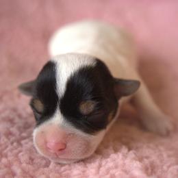 Chanel - Tri-colored female Parson Russell Terrier puppy in Menifee, California from Wendover Terriers