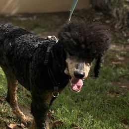 Peanut - Poodle