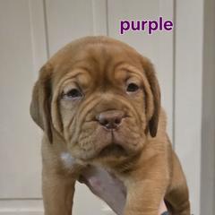 Purple girl - Red female Dogue de Bordeaux puppy in Michigan from Boondocks Bordeaux