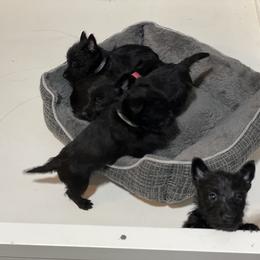 Scottish Terrier Puppies from Heart of America Scotties