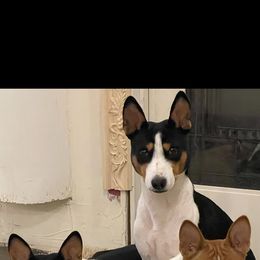 Dasy - Basenji