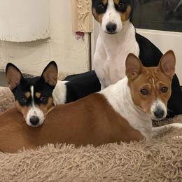 Dasy - Basenji
