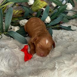Red Collar - Red female Cavapoo puppy in South Jordan, Utah from Simply Sweet Paws. LLC