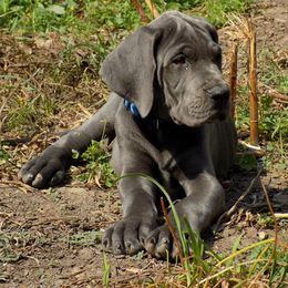 Great Dane Puppies from Danes of Dundee