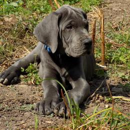 Great Dane Puppies from Danes of Dundee