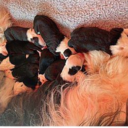 Old English Sheepdog puppies from Bizzeeboots OES