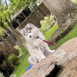 Sterling Rayne - Pomsky