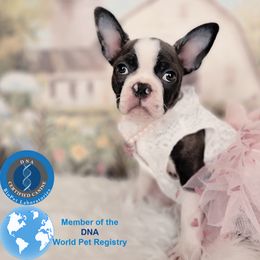 Boston Terrier puppies from Our Gang Bostons