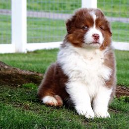 Australian Shepherd Puppies from NorthRidge Australian Shepherds